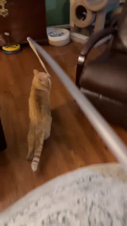 Enlarge Buddy, a Adoptable mixed breed in North East, MD video 4/4