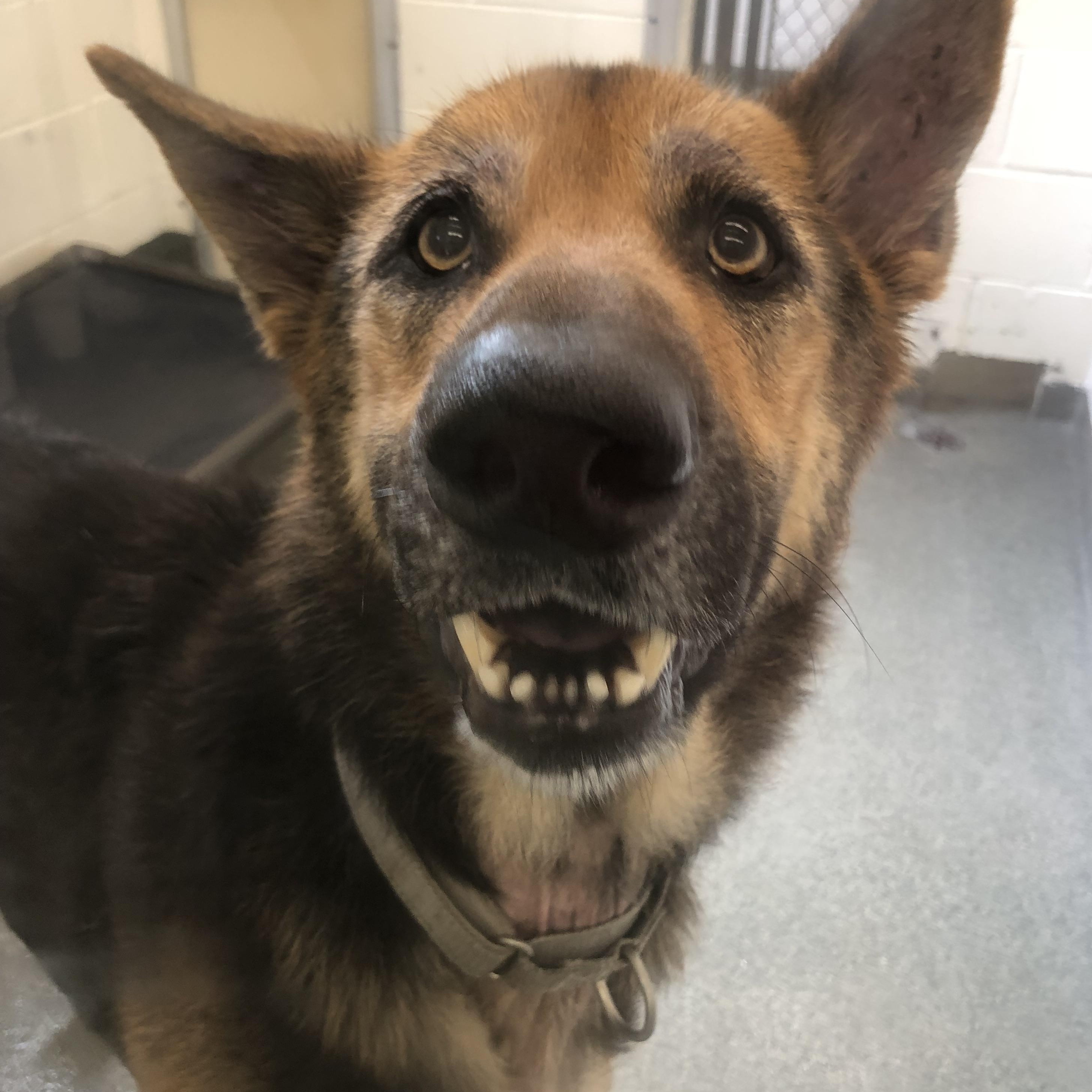 Rory (Not on-Site), an adoptable German Shepherd Dog in Mount Pleasant, MI, 48858 | Photo Image 1
