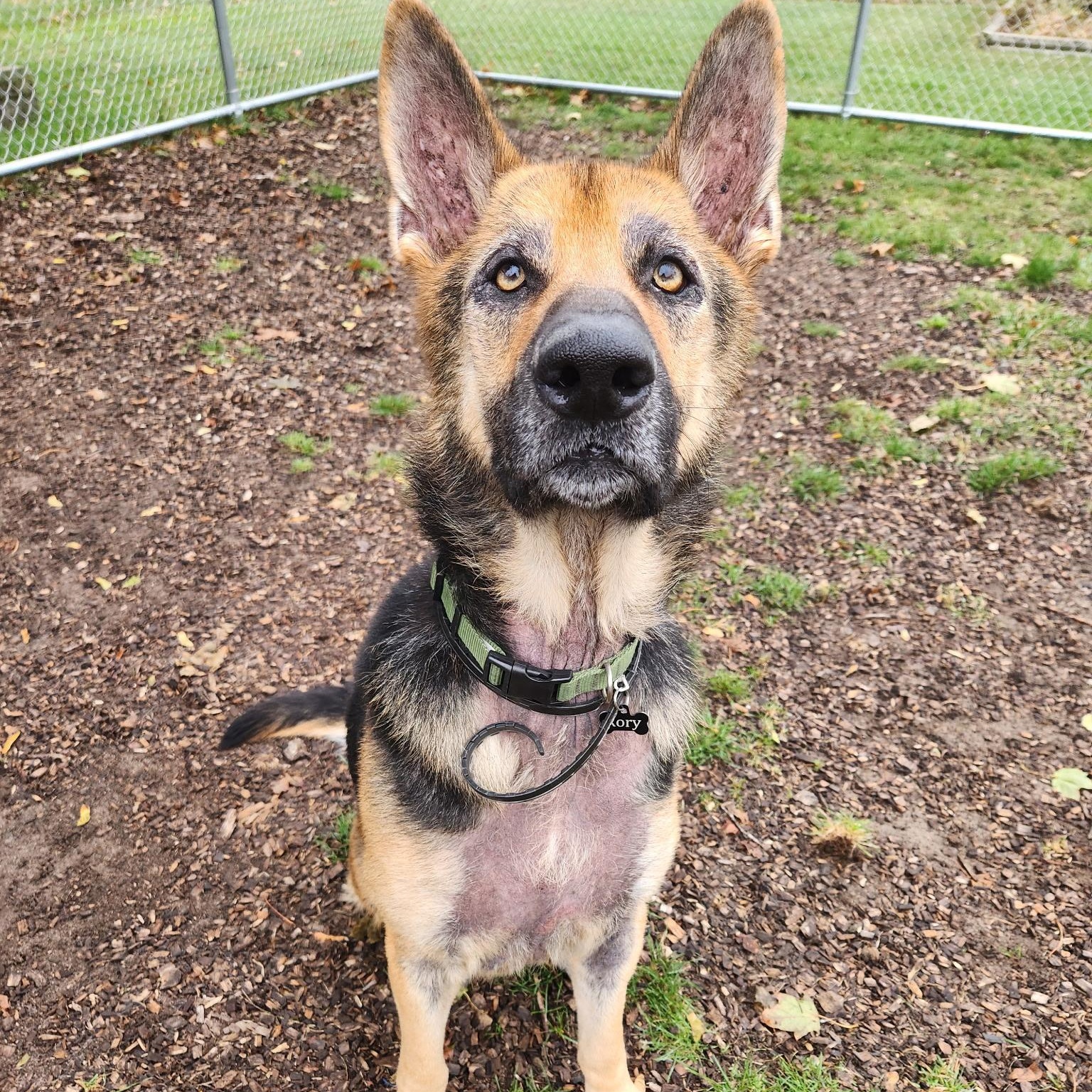 Rory (Not on-Site), an adoptable German Shepherd Dog in Mount Pleasant, MI, 48858 | Photo Image 3