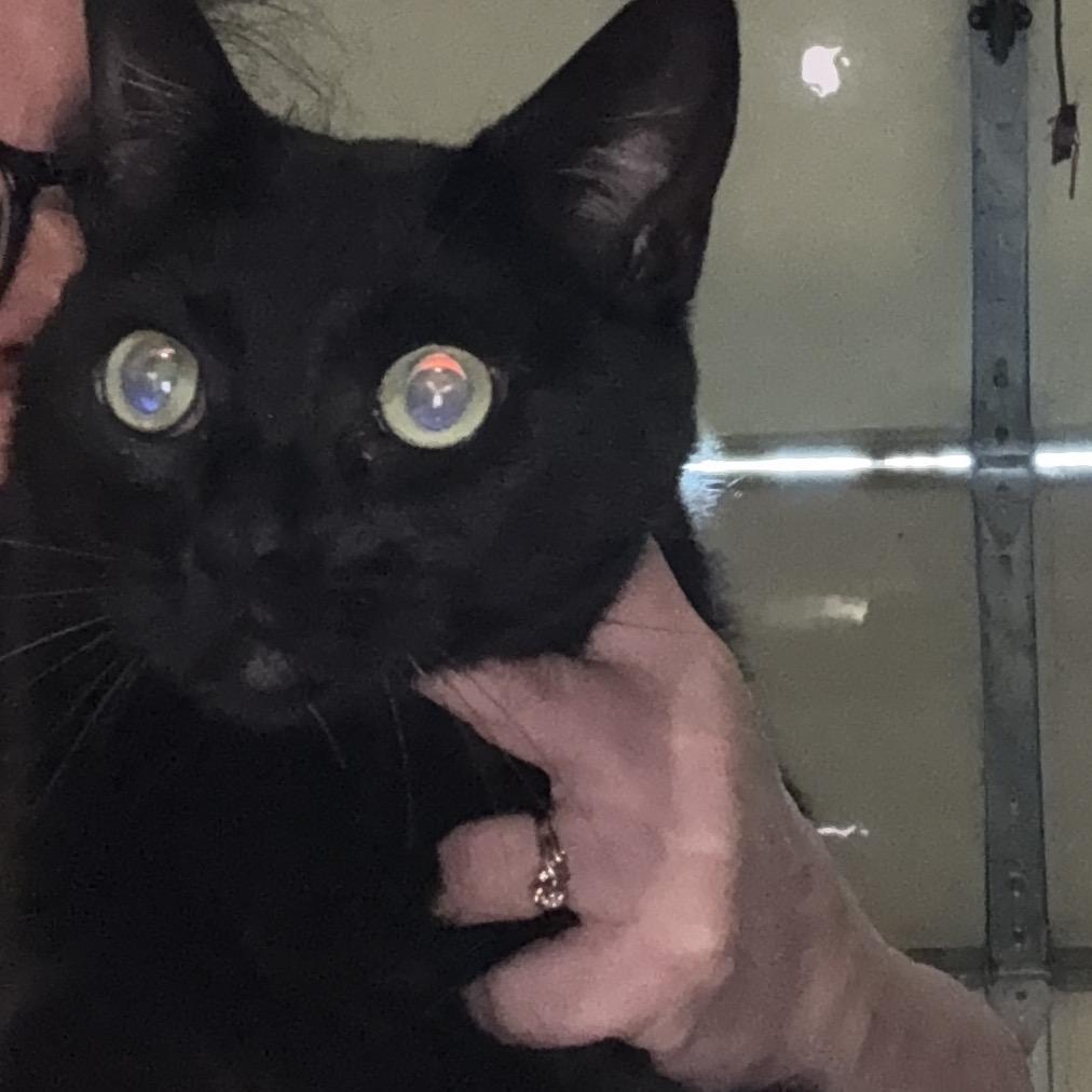 Magnus, Adoptable, Adult Male Domestic Short Hair.