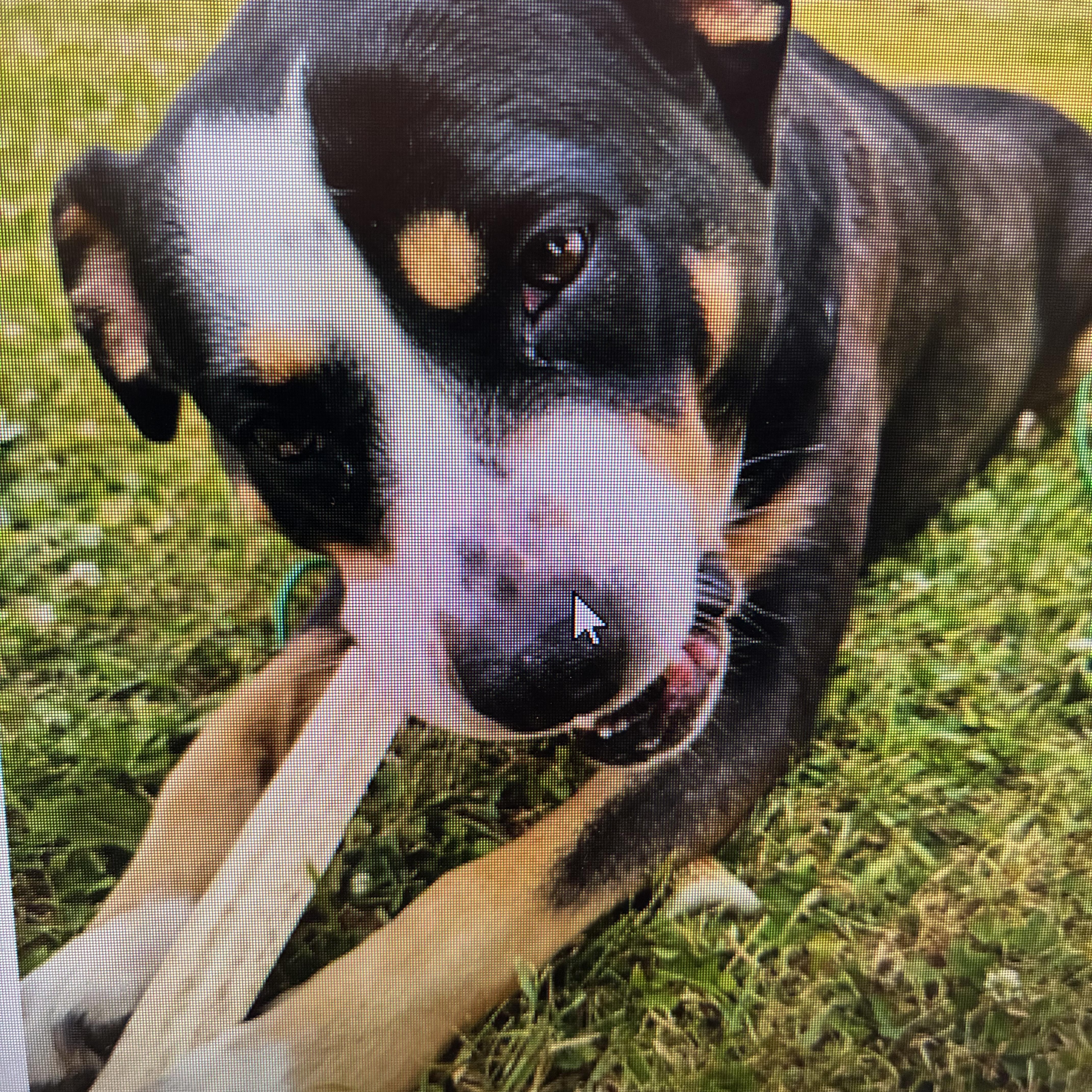 Enlarge Kona May, an adopted American Staffordshire Terrier in Indiana, PA image 2/2