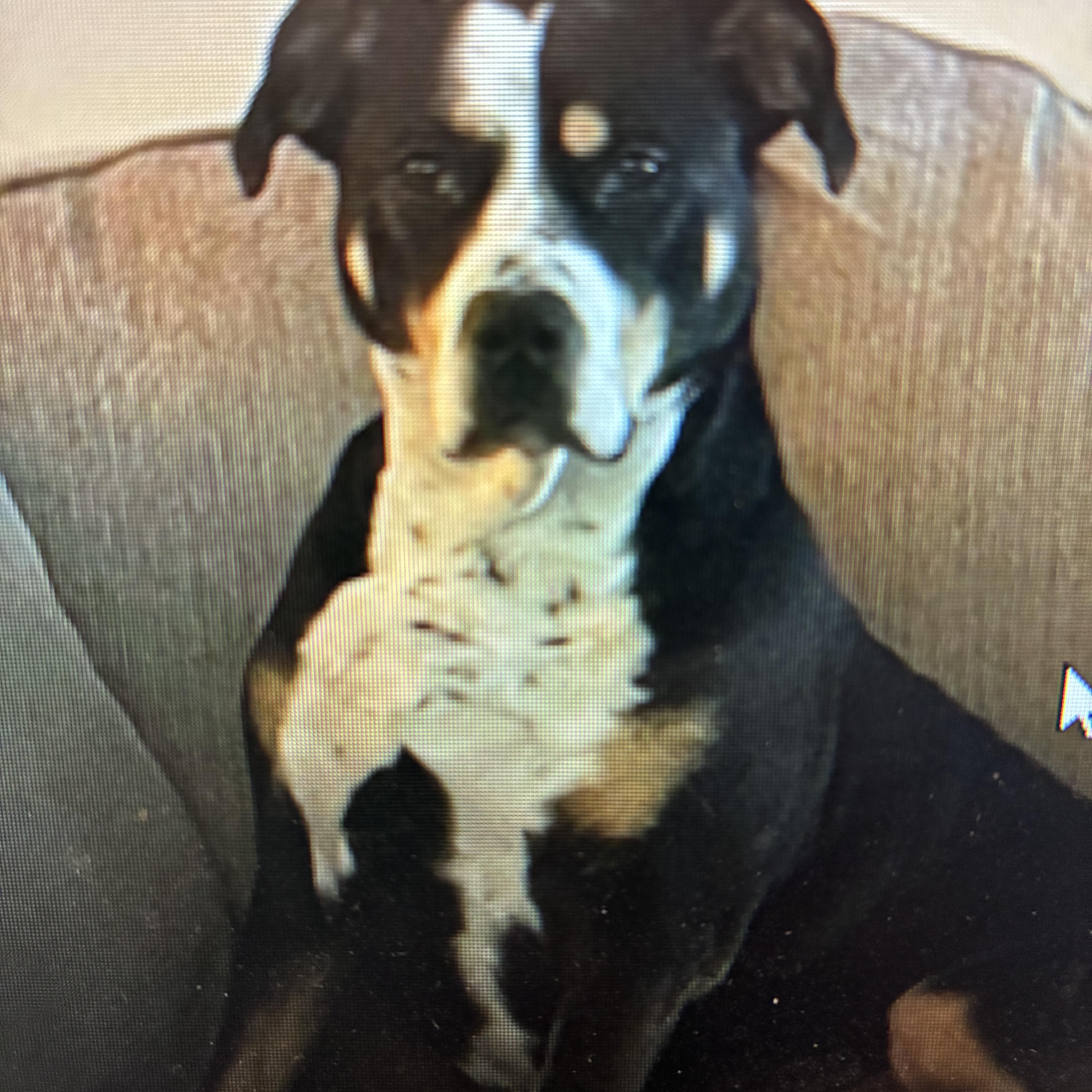 Enlarge Kona May, an adopted American Staffordshire Terrier in Indiana, PA image 1/2