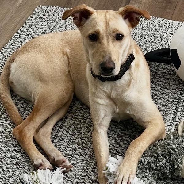 Enlarge Dolly, a Adoptable mixed breed in Lake Hopatcong, NJ image 1/1