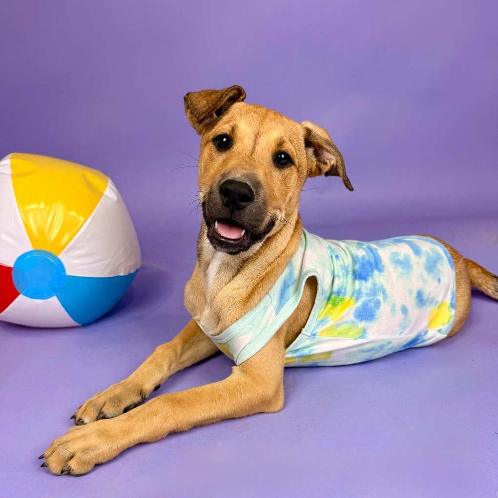 Aransas, Adoptable, Puppy Female German Shepherd Dog.
