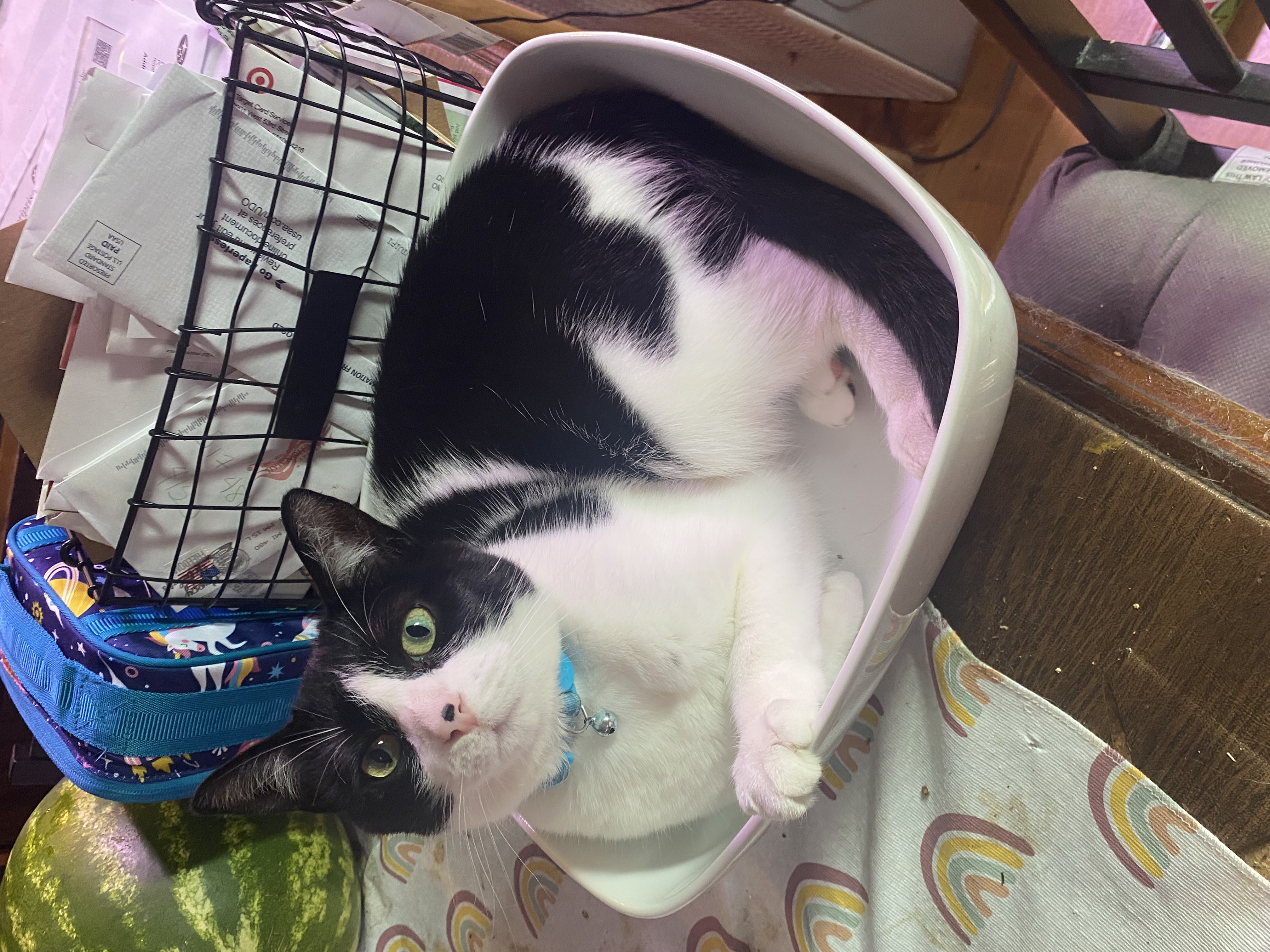 Chowder, Adoptable, Young Female Domestic Short Hair.