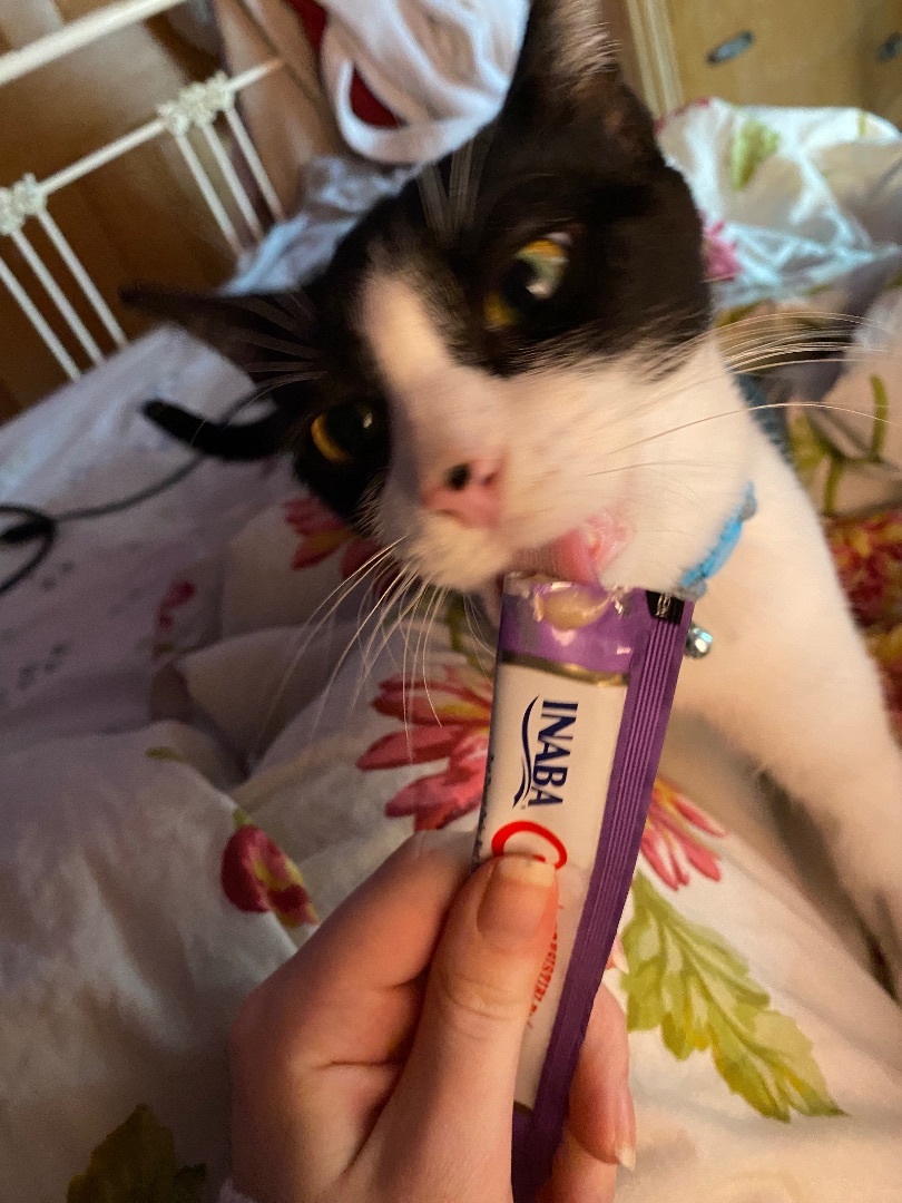 Enlarge Chowder, a Adoptable Domestic Short Hair in Stockbridge, MI image 4/5