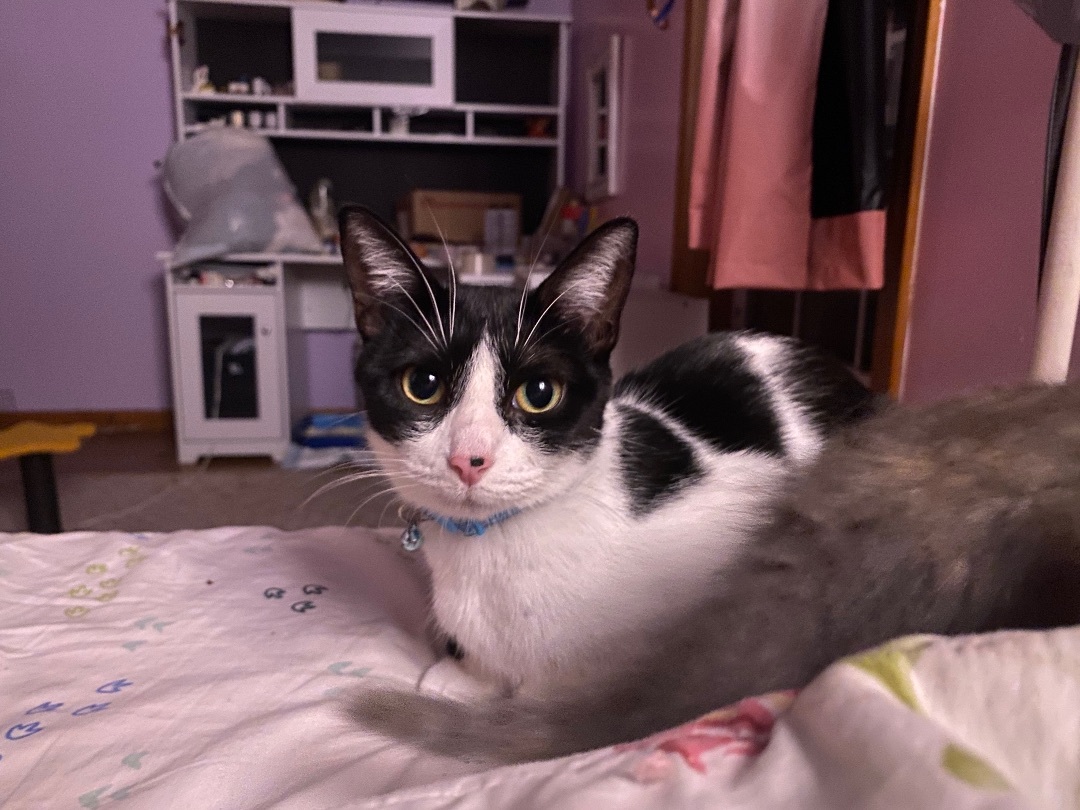 Enlarge Chowder, a Adoptable Domestic Short Hair in Stockbridge, MI image 3/5