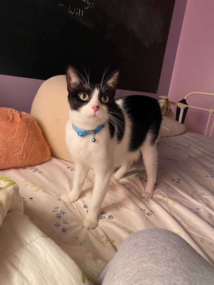 Enlarge Chowder, a Adoptable Domestic Short Hair in Stockbridge, MI image 2/5