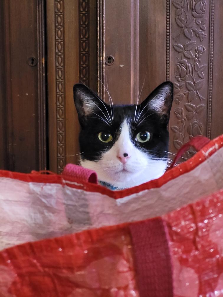 Enlarge Chowder, a Adoptable Domestic Short Hair in Stockbridge, MI image 5/5