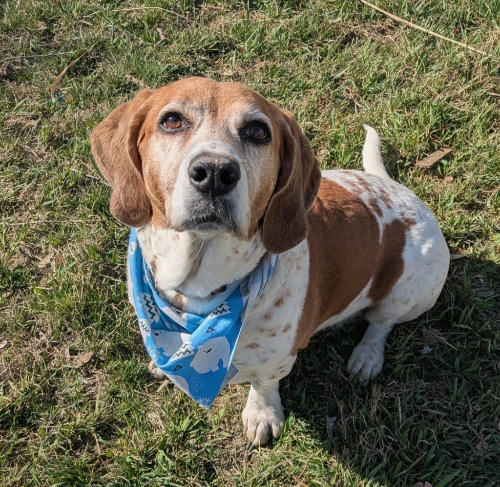 Enlarge Caira, a Adoptable mixed breed in Logan, UT image 2/2