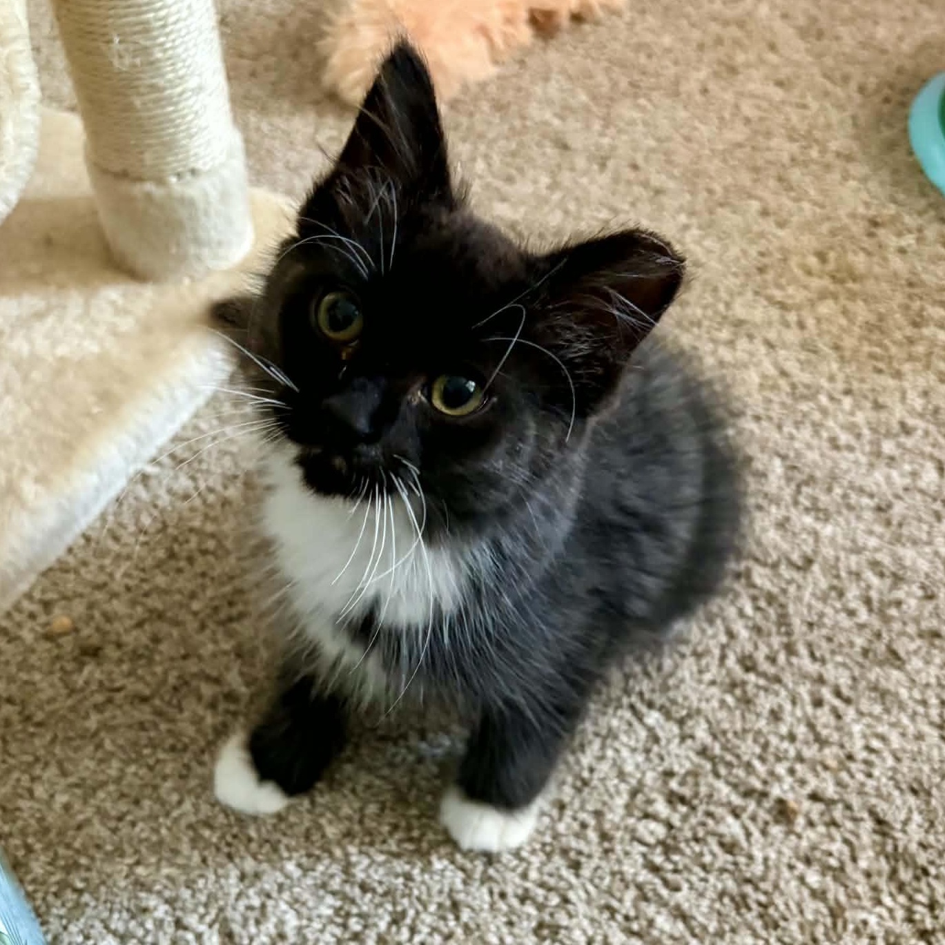 Calibri, adopted, Kitten Male Domestic Medium Hair.