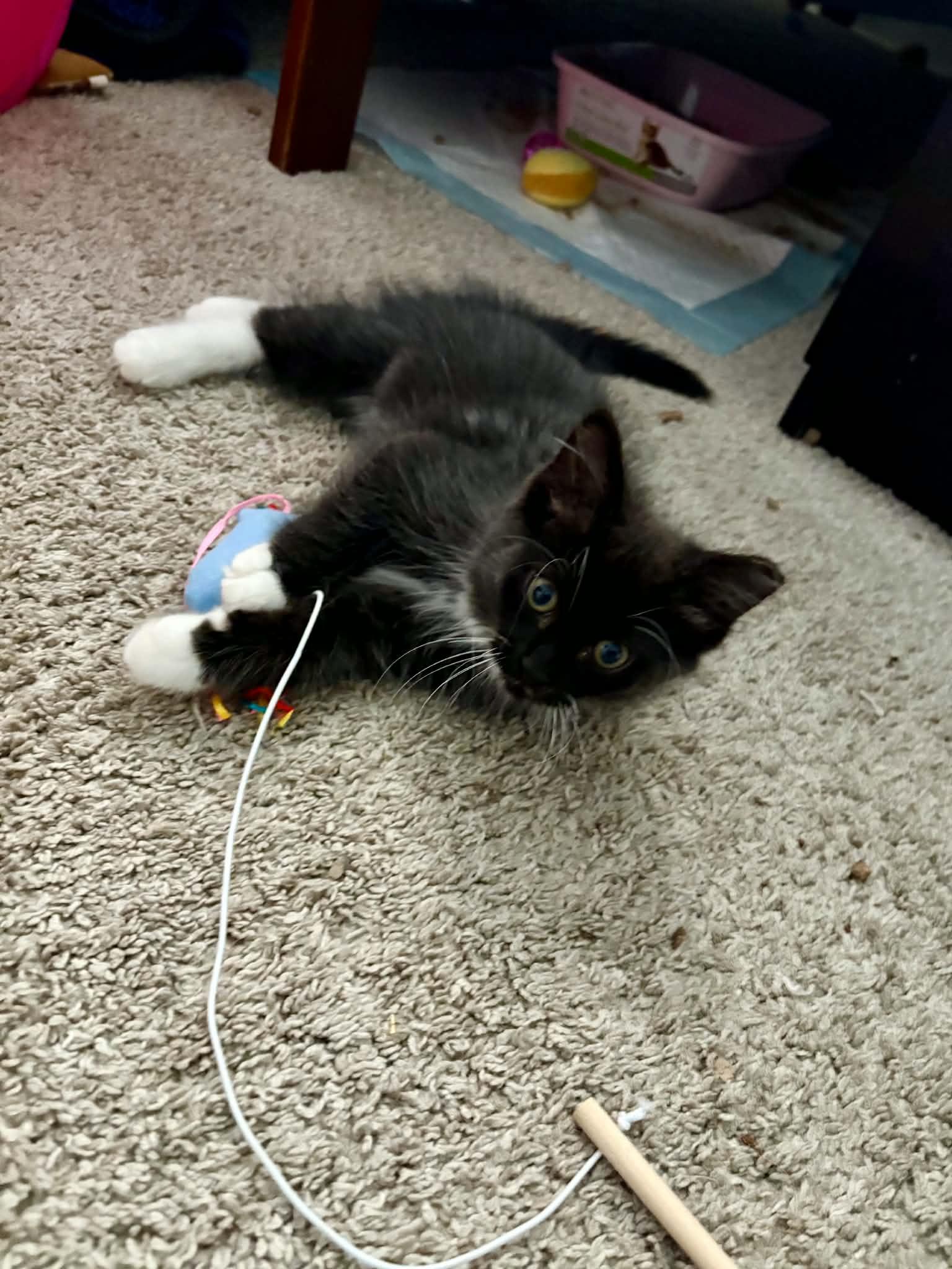 Calibri, an adopted Domestic Medium Hair in Milwaukee, WI image 5/6