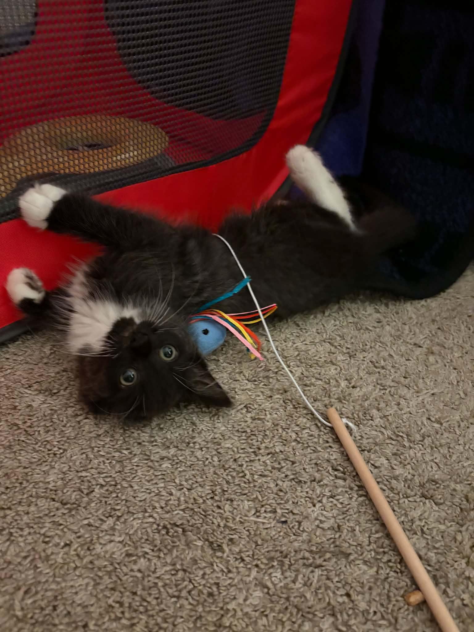 Calibri, an adopted Domestic Medium Hair in Milwaukee, WI image 6/6
