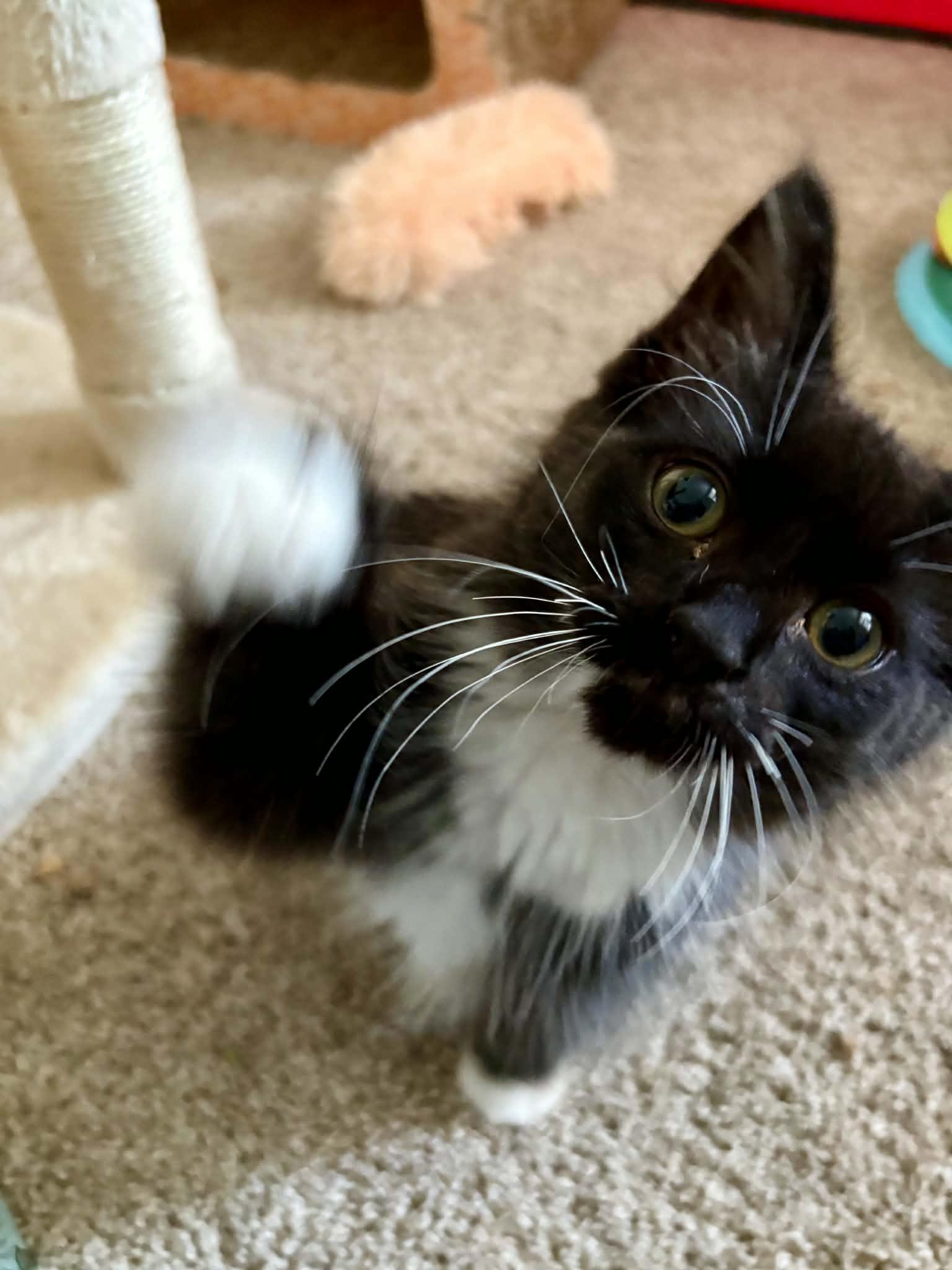 Calibri, an adopted Domestic Medium Hair in Milwaukee, WI image 4/6
