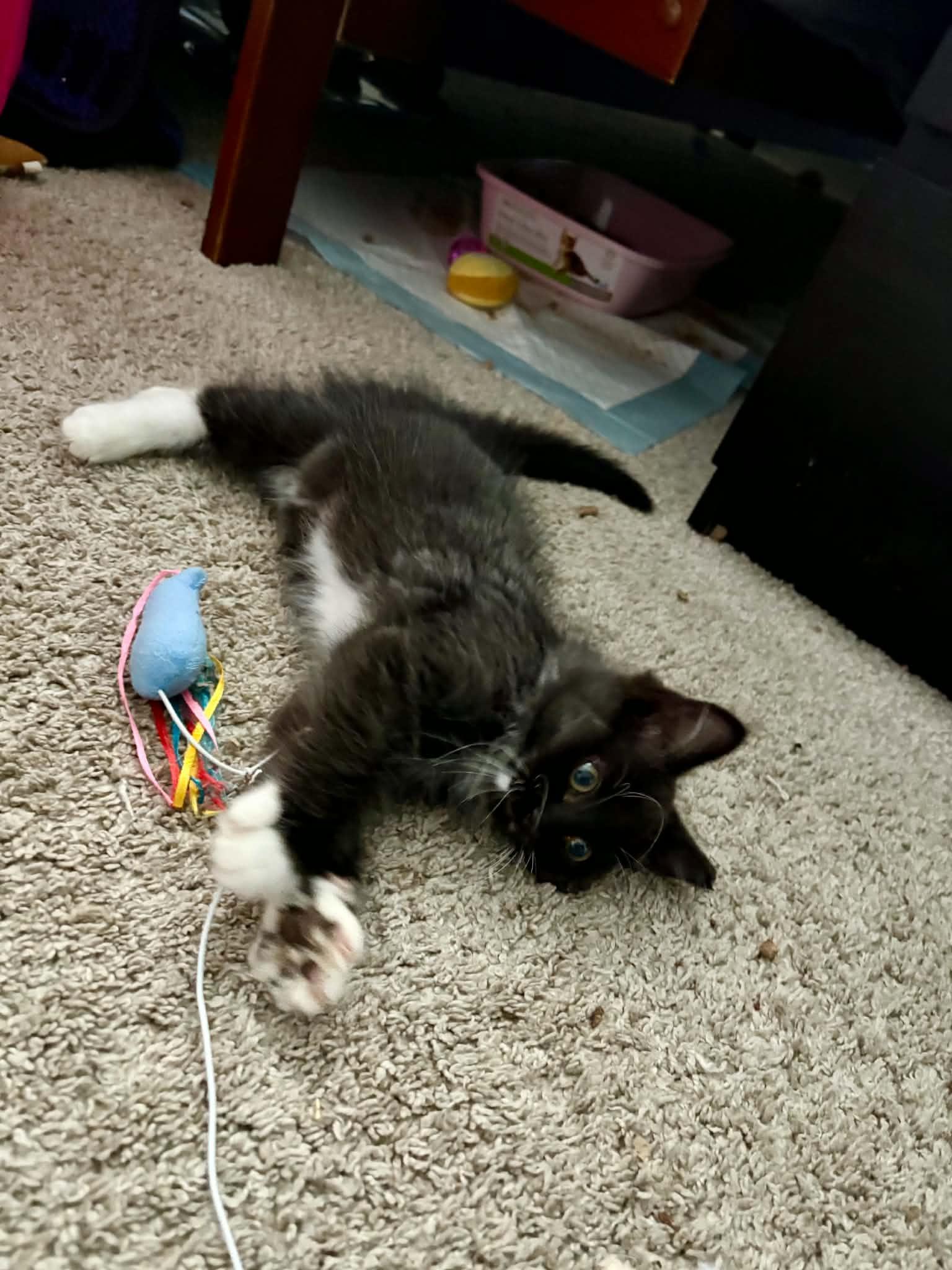 Calibri, an adopted Domestic Medium Hair in Milwaukee, WI image 3/6