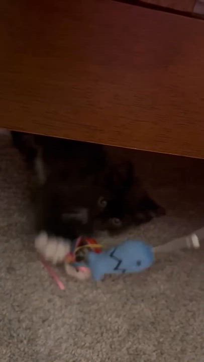 Enlarge Calibri, an adopted Domestic Medium Hair in Milwaukee, WI video 2/6
