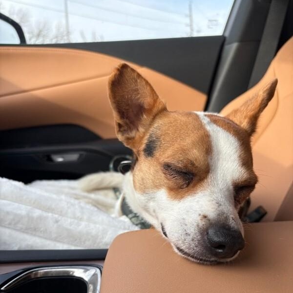 Jack Jack — thumbnail 2