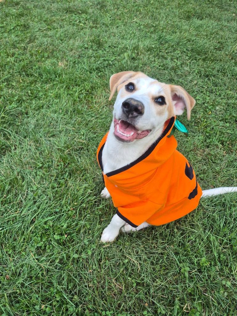 Maple, Adoptable, Puppy Female Hound.