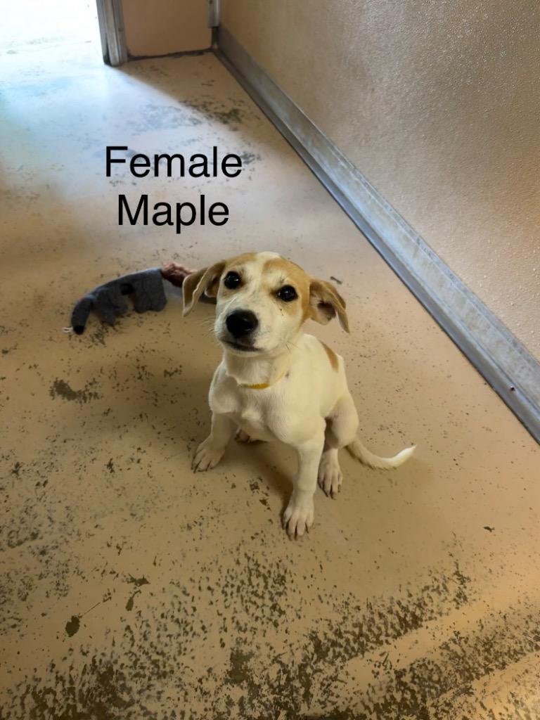 Maple, Adoptable, Puppy Female Hound.
