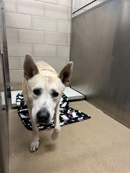 Enlarge Kaneki, a Adoptable mixed breed in Farmers Branch, TX image 1/1