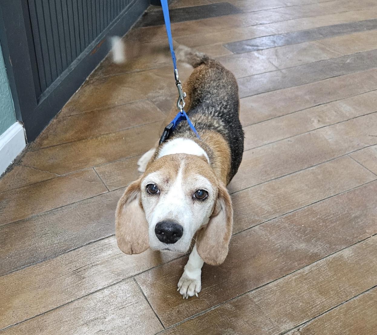 Ruby Sue (Senior girl just looking for love), Adoptable, Senior Female Beagle.
