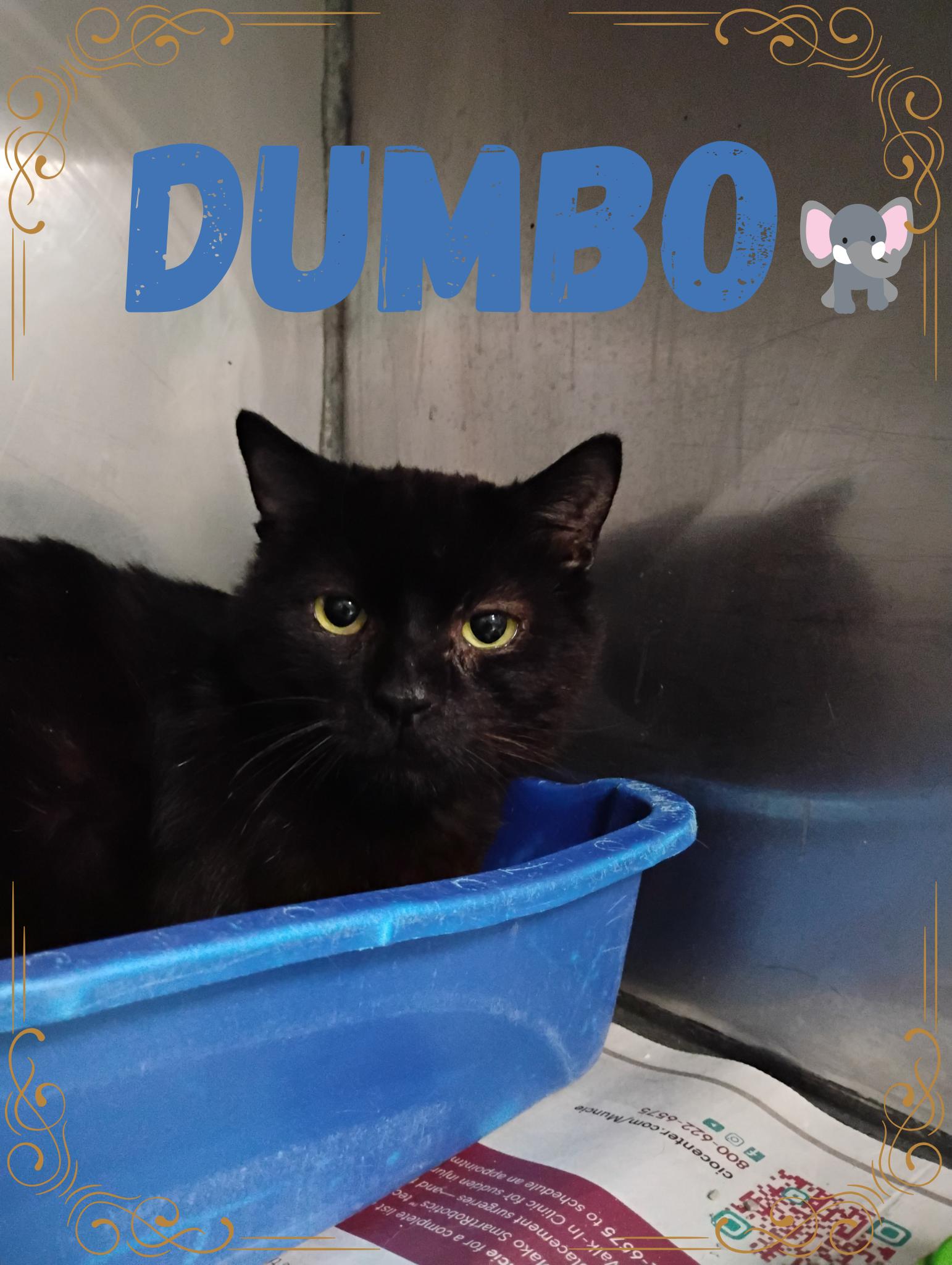 Dumbo, Adoptable, Adult Male Domestic Short Hair.