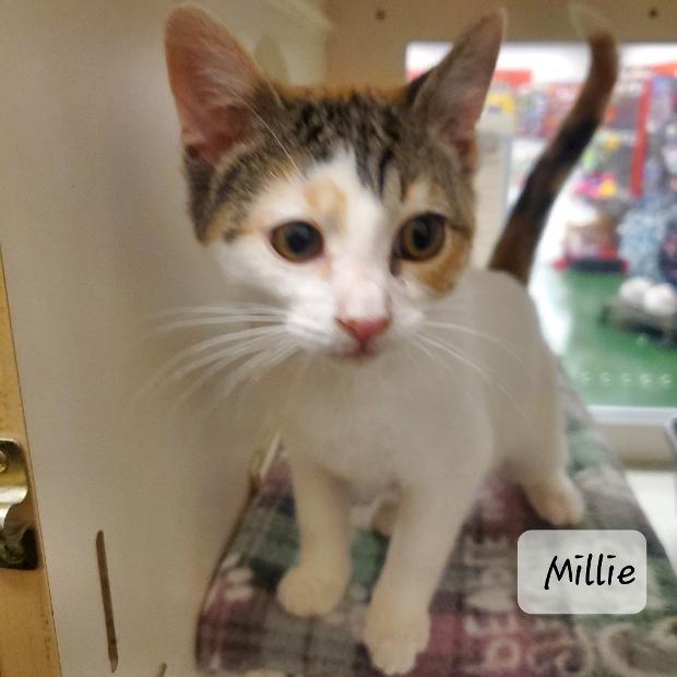 Enlarge MILLIE, a Adopted Domestic Medium Hair in Northfield, OH image 1/1