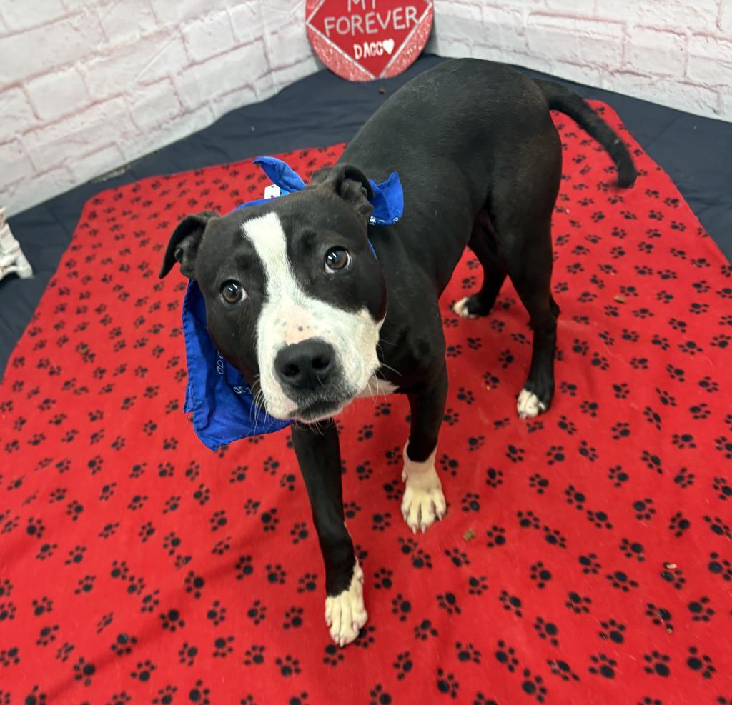 Snapdragon, Adoptable, Young Male Mixed Breed.