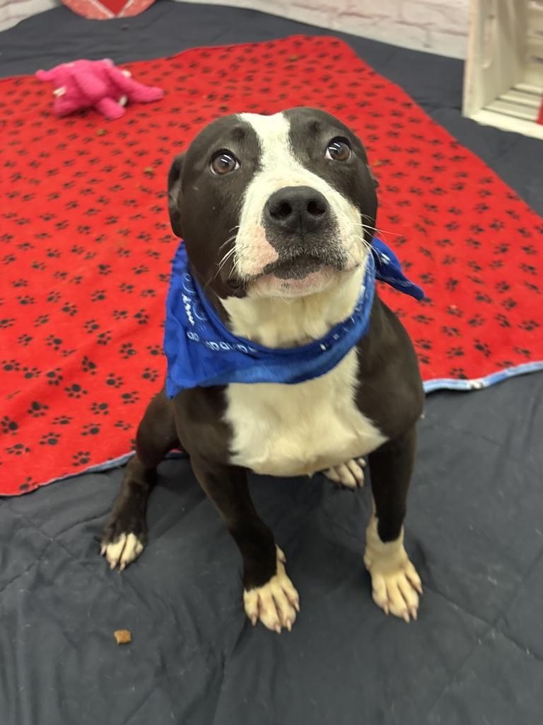 Snapdragon, a Adoptable mixed breed in Detroit, MI image 2/6