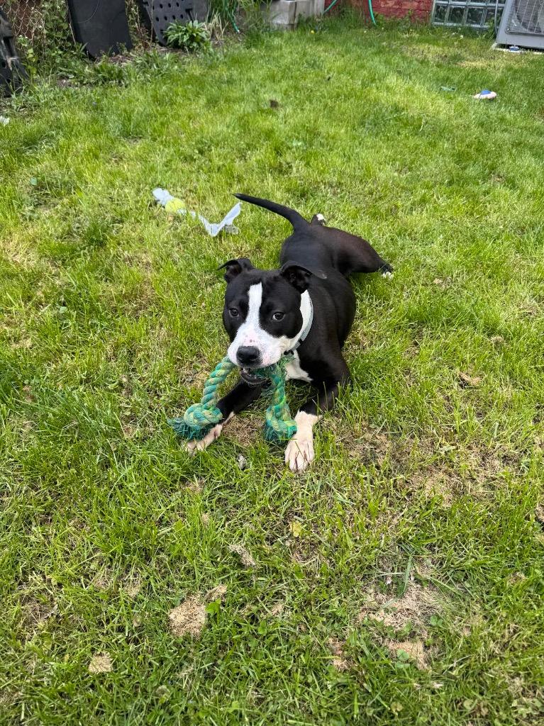 Snapdragon, a Adoptable mixed breed in Detroit, MI image 3/6