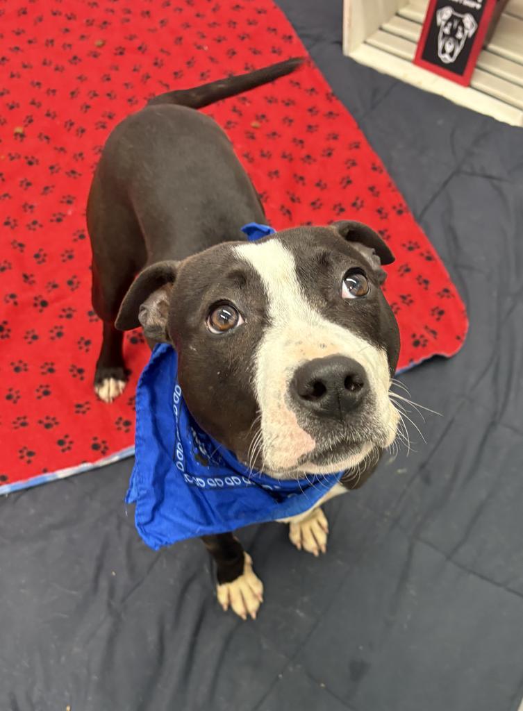 Snapdragon, a Adoptable mixed breed in Detroit, MI image 4/6