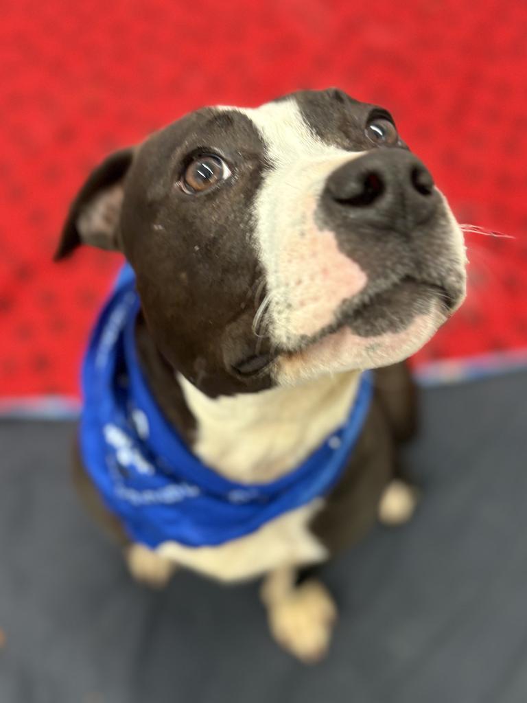 Snapdragon, a Adoptable mixed breed in Detroit, MI image 5/6