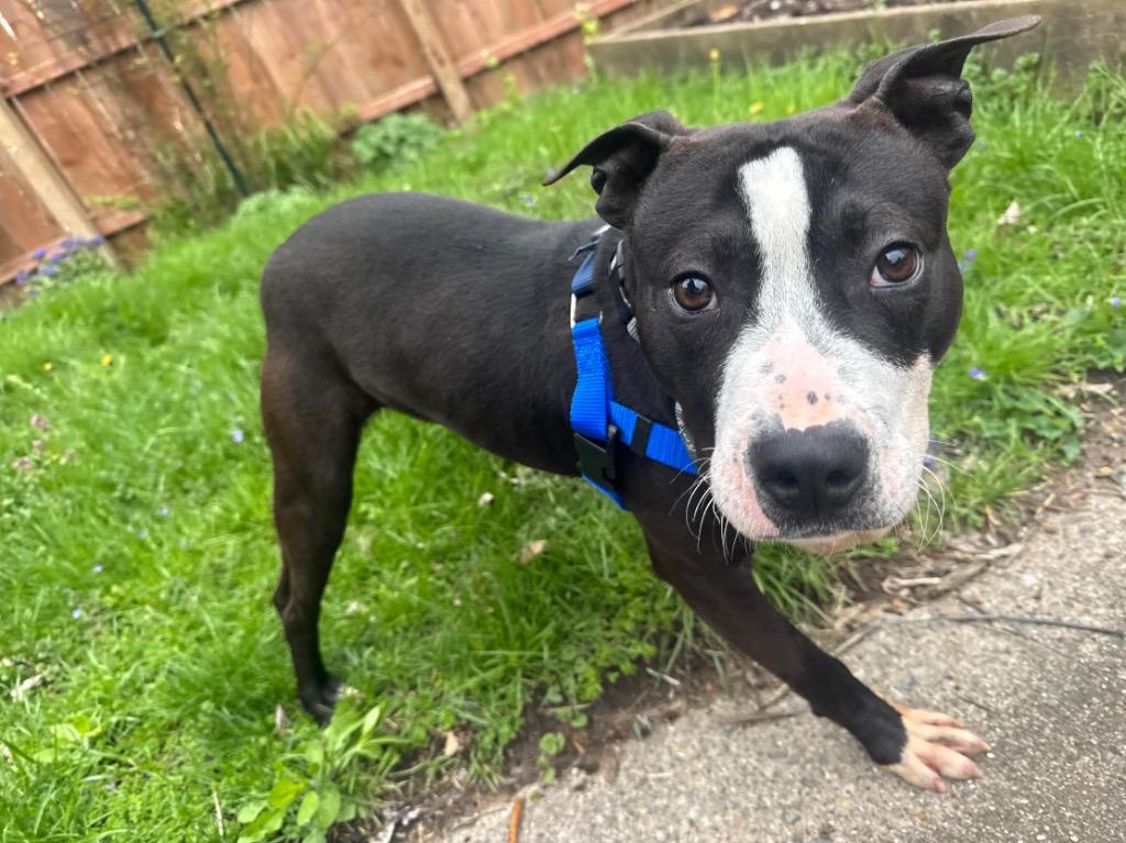 Snapdragon, a Adoptable mixed breed in Detroit, MI image 6/6