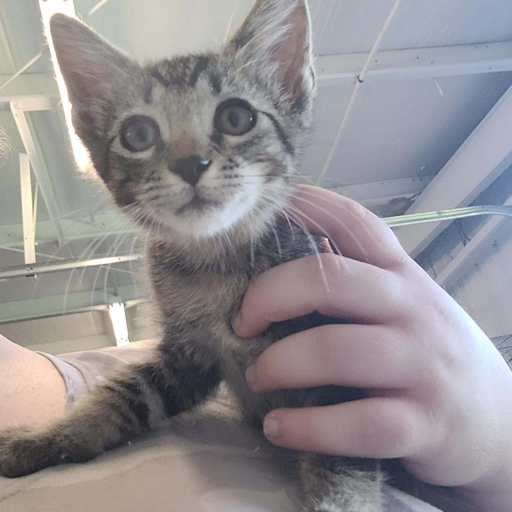 Enlarge Luke, a Adoptable Domestic Medium Hair in Clarksdale, MS image 1/1