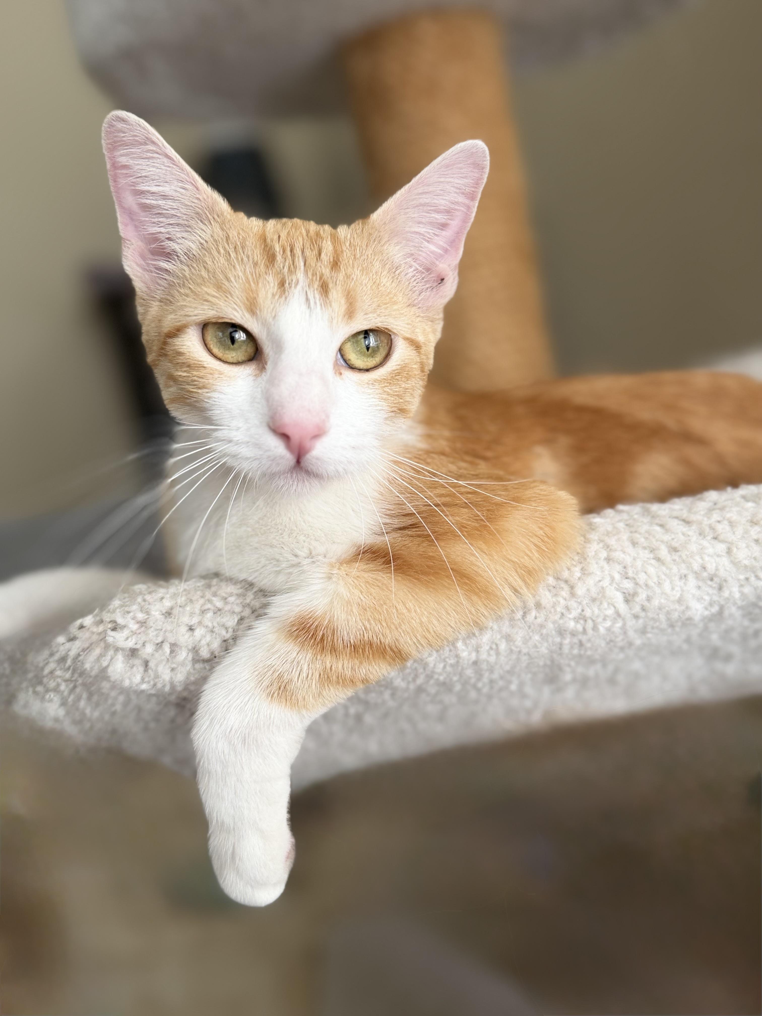 Bella, Adopted, Young Female American Shorthair.