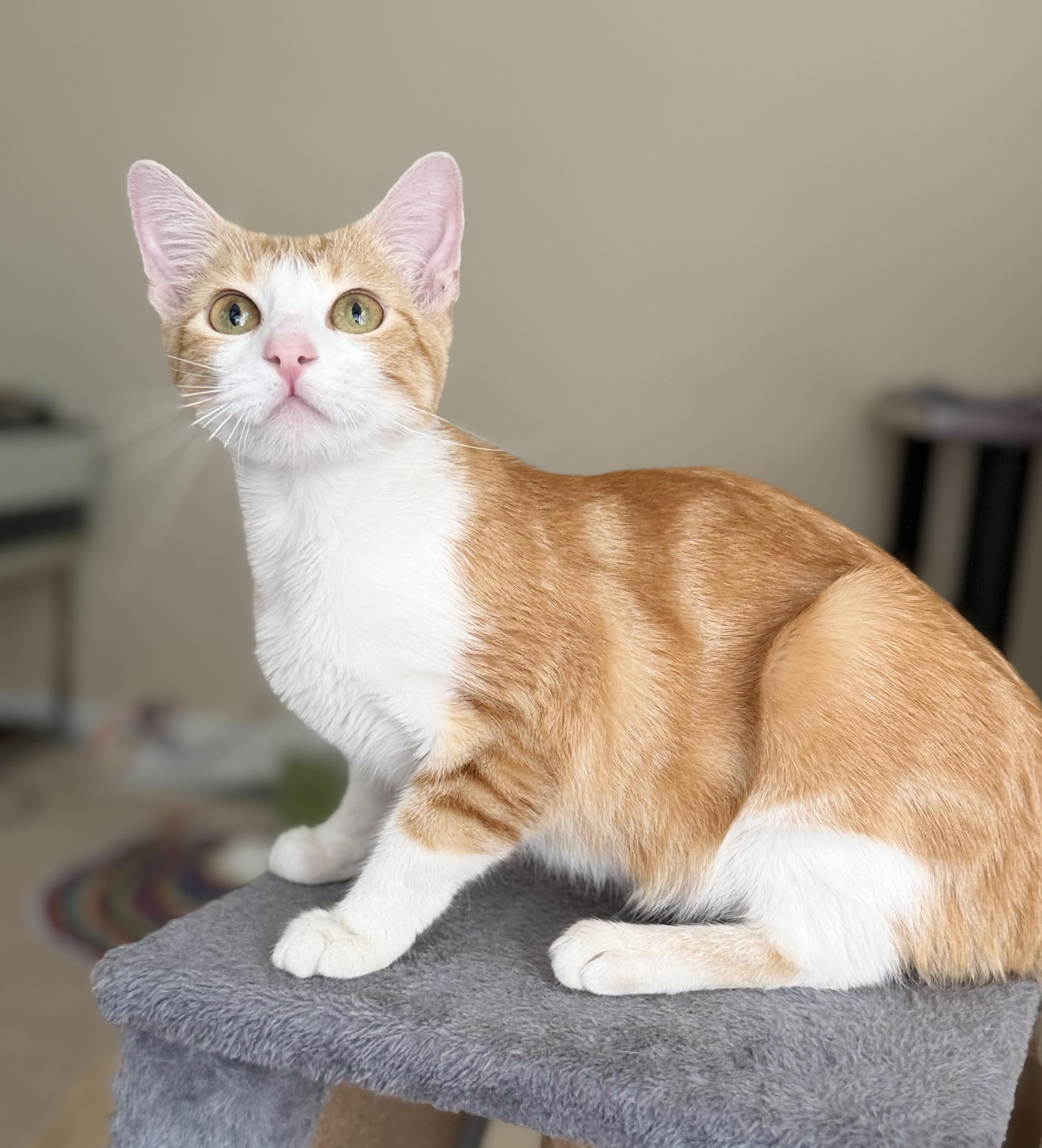 Enlarge Bella, a Adopted American Shorthair in San Rafael, CA image 6/6