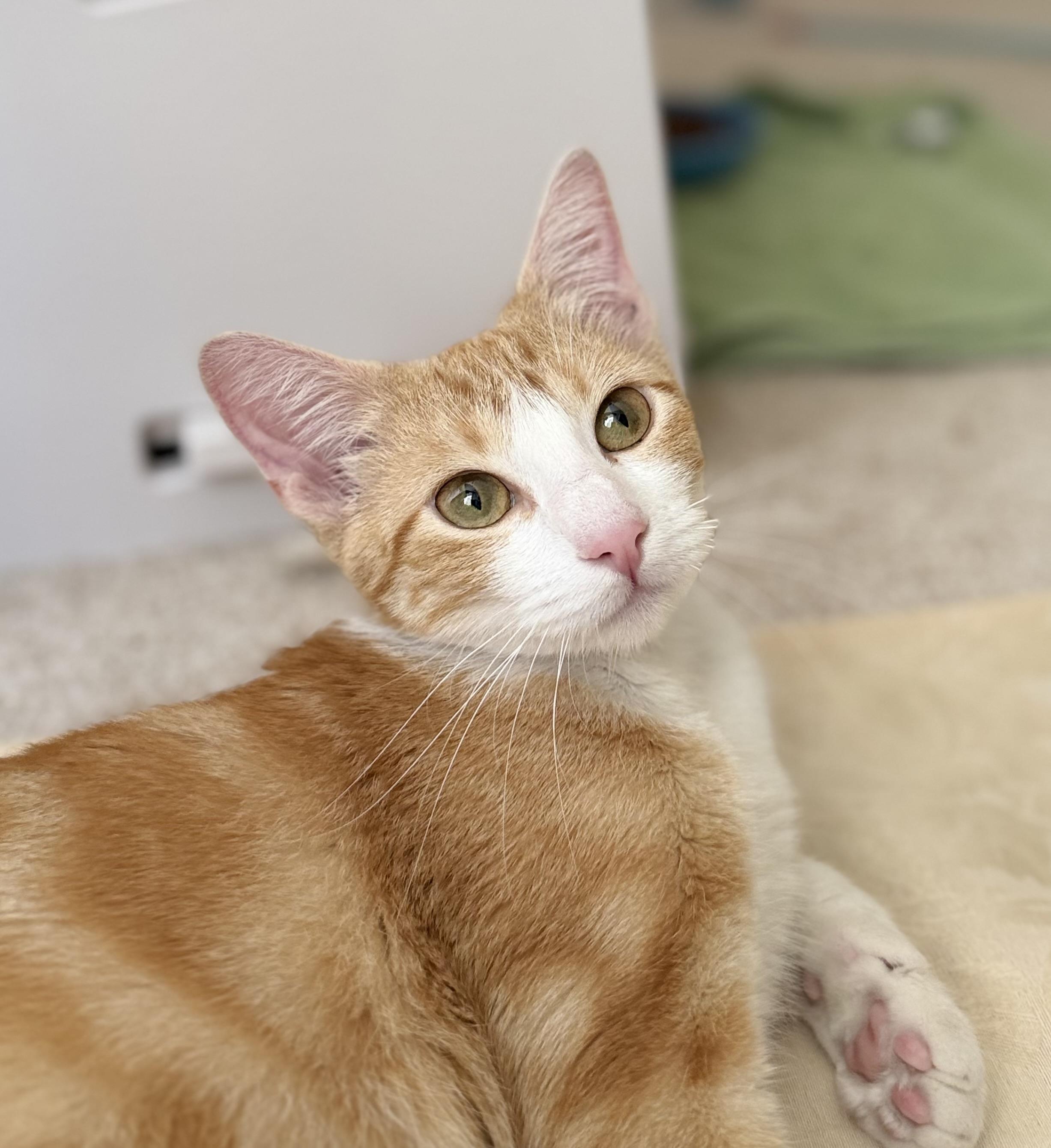 Enlarge Bella, a Adopted American Shorthair in San Rafael, CA image 2/6