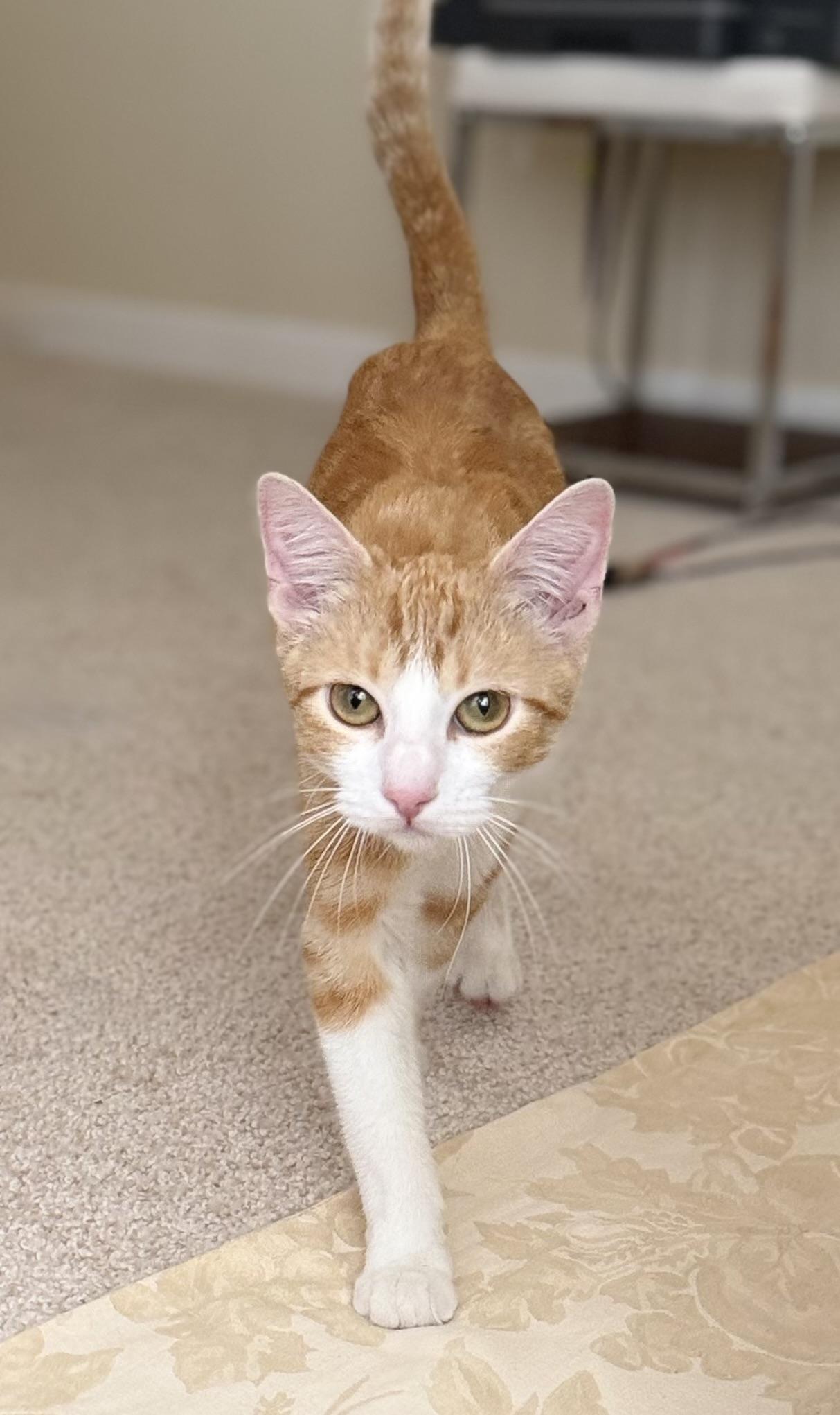 Enlarge Bella, a Adopted American Shorthair in San Rafael, CA image 5/6
