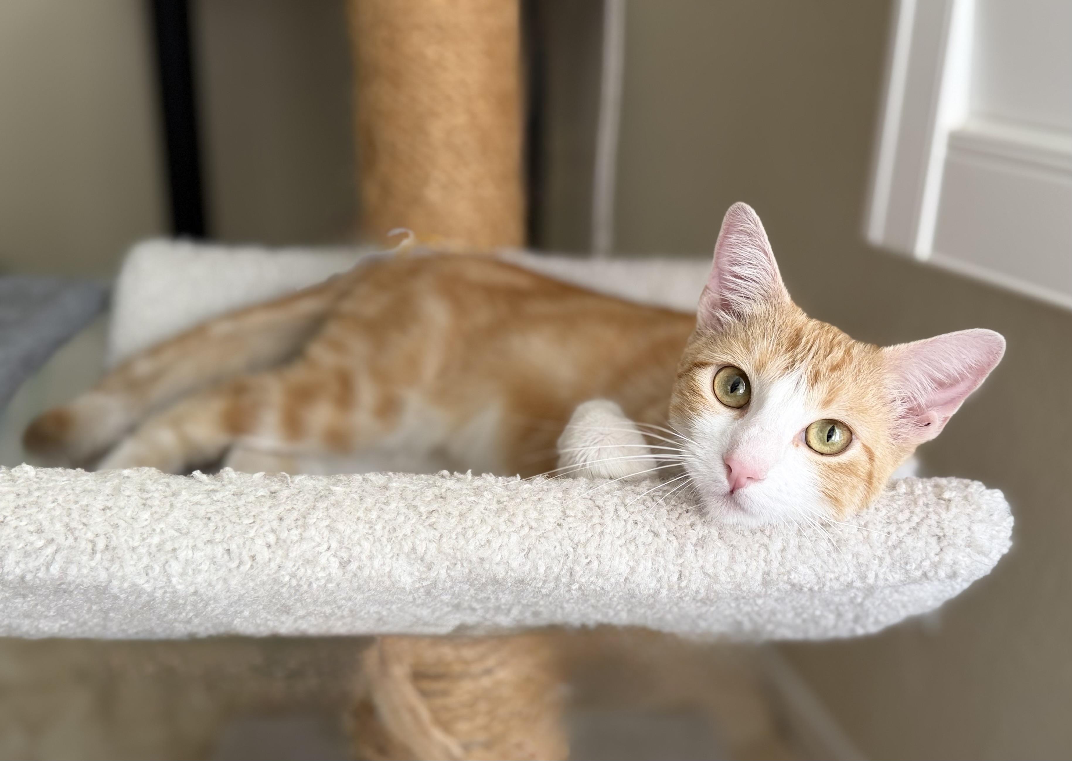 Enlarge Bella, a Adopted American Shorthair in San Rafael, CA image 3/6