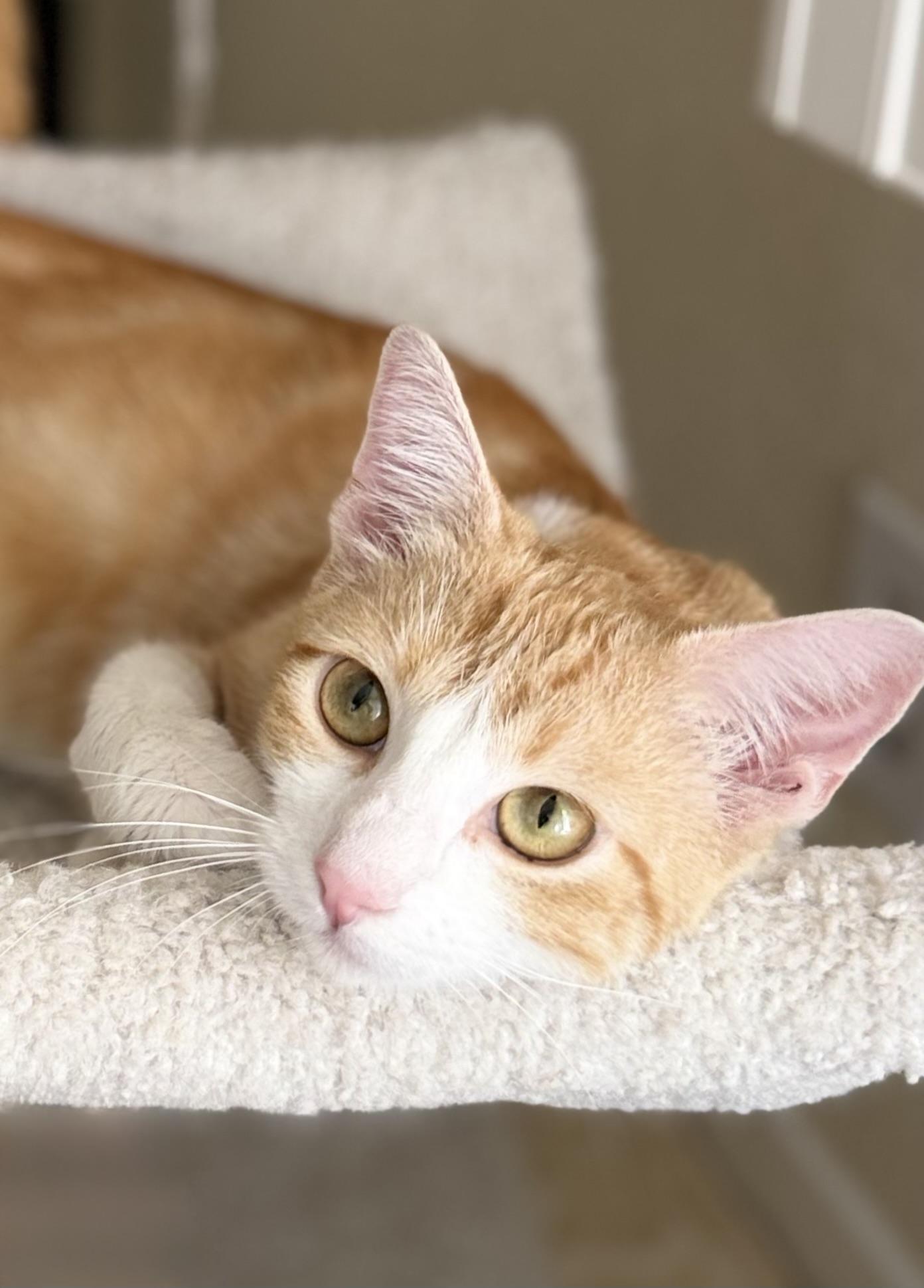 Enlarge Bella, a Adopted American Shorthair in San Rafael, CA image 4/6