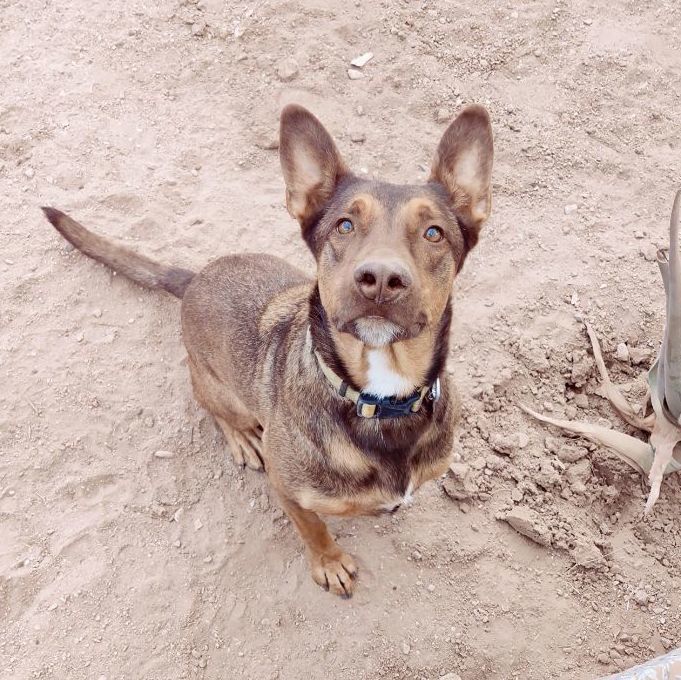 Woody photo 1