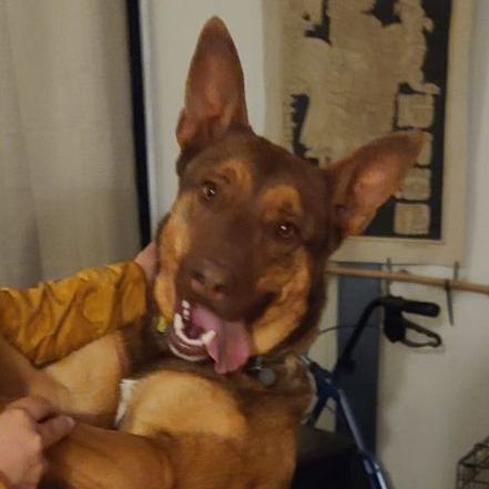 Enlarge Woody, a Adoptable mixed breed in Nogales , AZ image 3/6