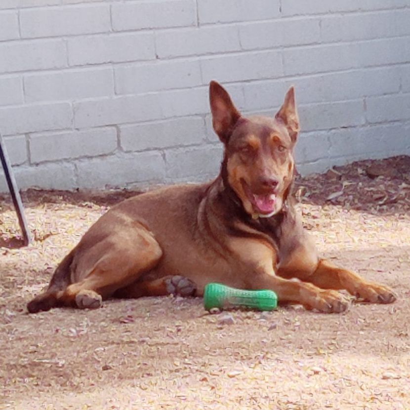 Woody photo 4