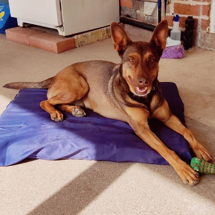Enlarge Woody, a Adoptable mixed breed in Nogales , AZ image 5/6