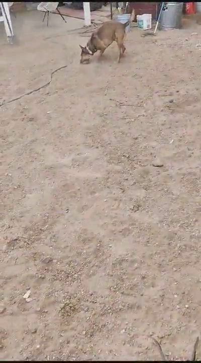 Enlarge Woody, a Adoptable mixed breed in Nogales , AZ video 6/6