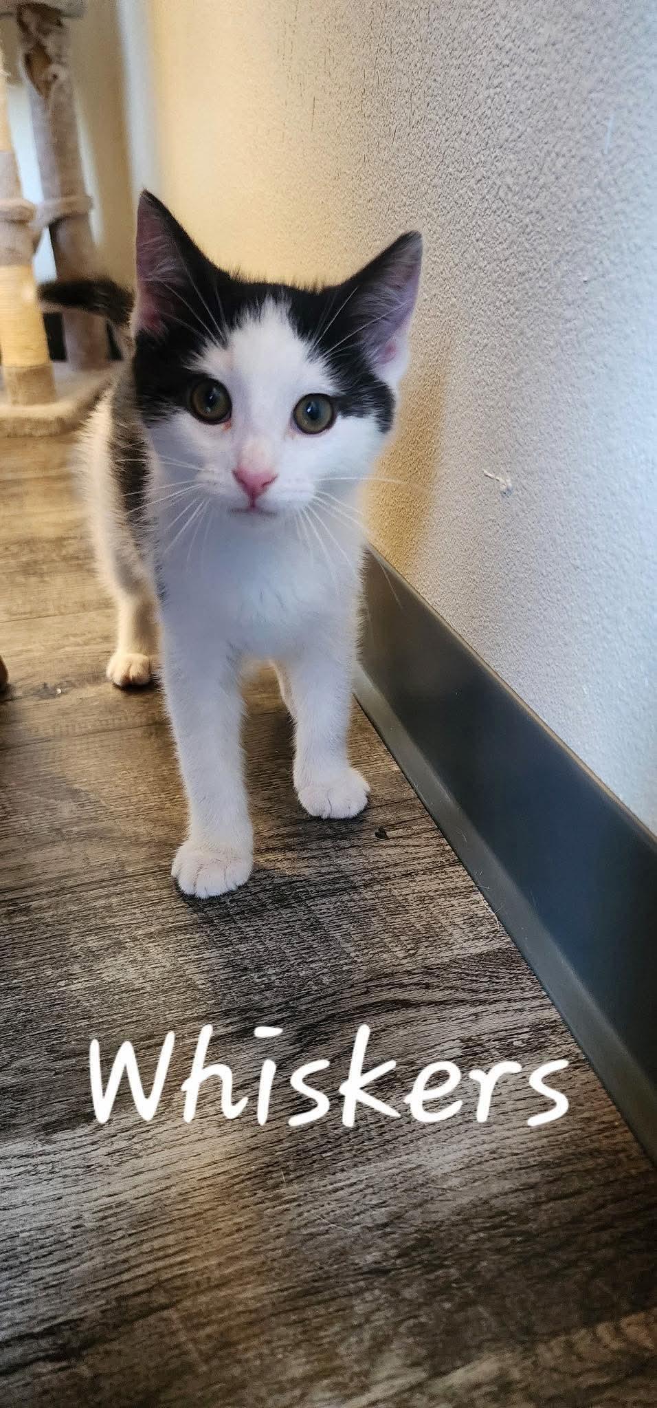 Whiskers, ADOPTABLE, Kitten Male Domestic Short Hair.