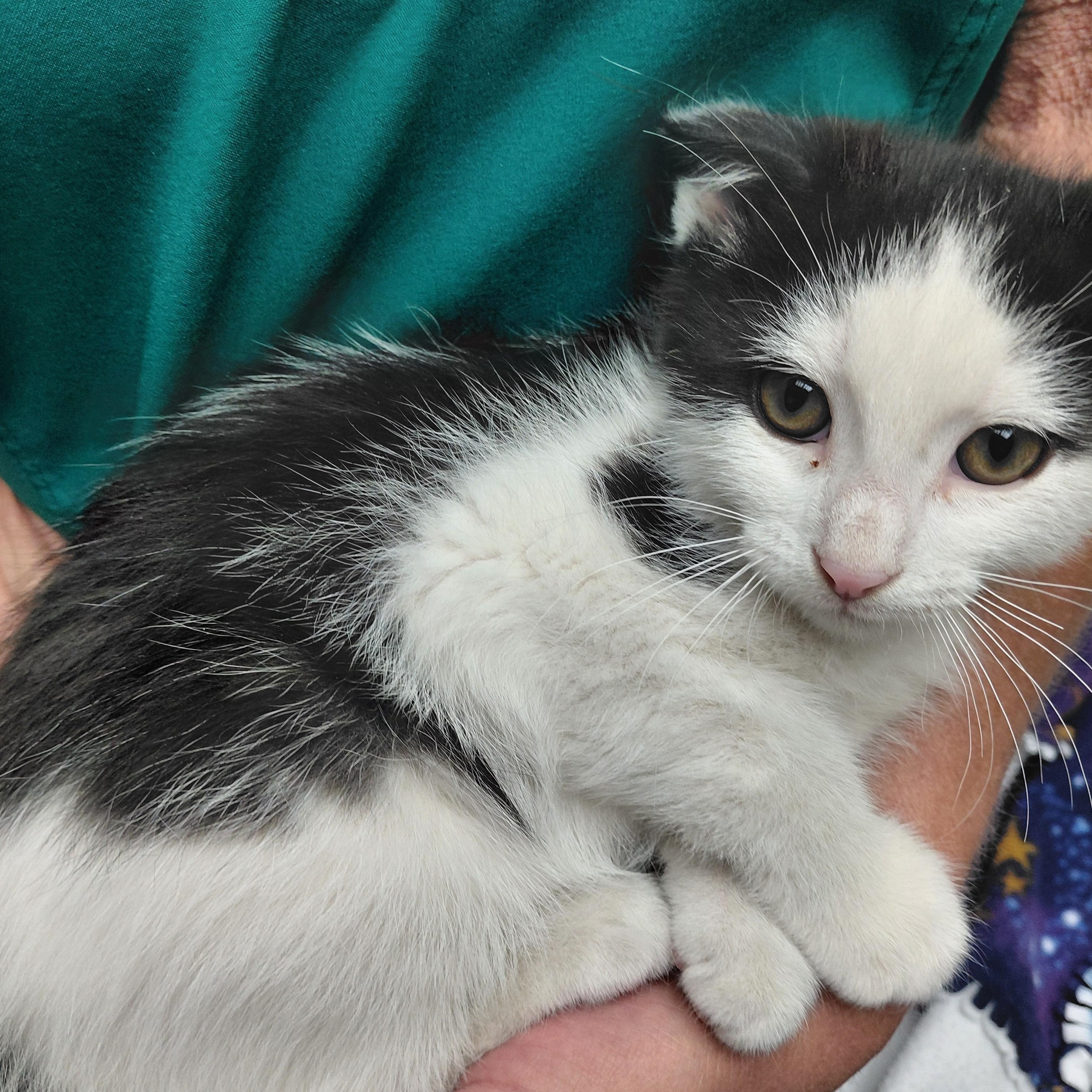 Little stinker, ADOPTABLE, Kitten Male Domestic Short Hair.
