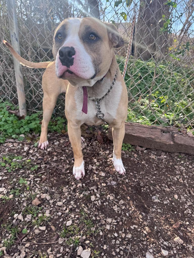 Enlarge Zah, a Adoptable Pit Bull Terrier in Russellville, KY image 1/1