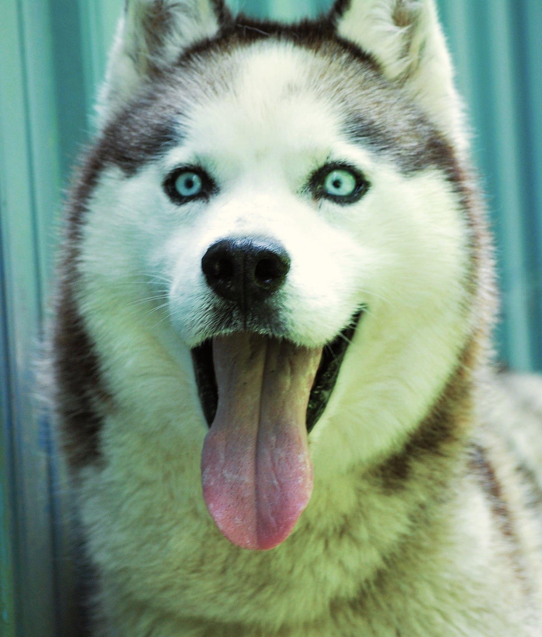 Balto, Adoptable, Adult Male Siberian Husky.