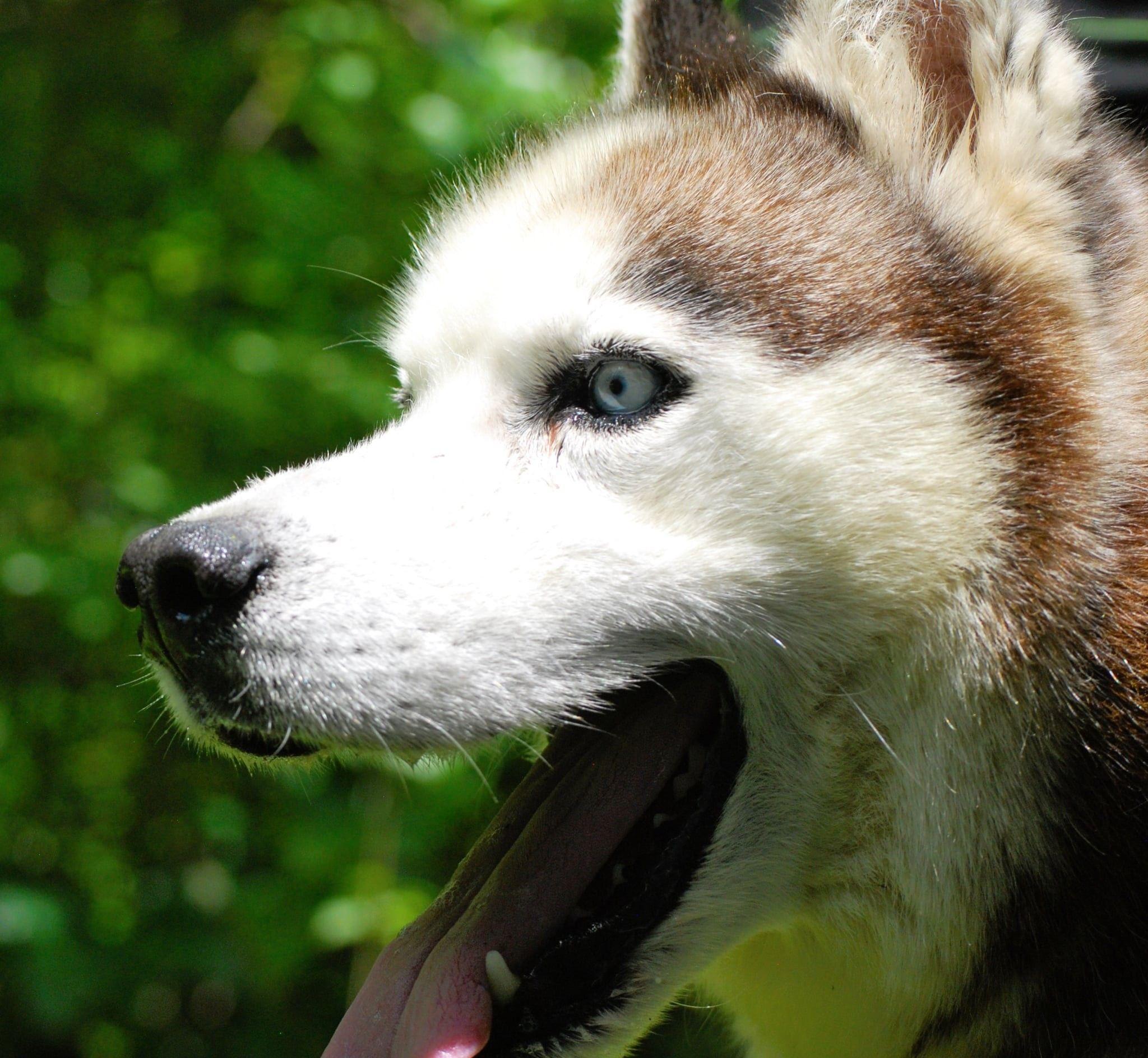 Enlarge Balto, a Adoptable Siberian Husky in manchester, TN image 2/3
